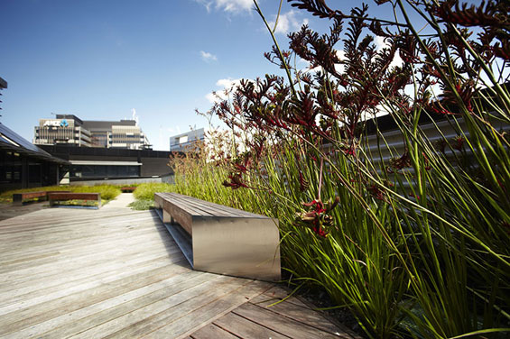 Anigozanthos ‘Ruby Velvet’ contributes a striking element to the green roof planting scheme at Kangan Institute. Kangan-Institute-green-roof-project