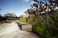 Anigozanthos ‘Ruby Velvet’ contributes a striking element to the green roof planting scheme at Kangan Institute. Kangan-Institute-green-roof-project