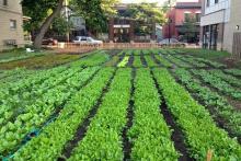 urban-farming-australia urban-farming-australia